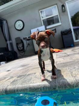 Tia -  Chihuahua and Labrador Retriever Dog for Adoption in Lutz, Florida - Tia | PetCurious