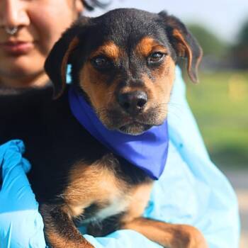 LOBA -  Labrador Retriever and German Shepherd Dog Dog for Adoption in San Antonio, Texas - LOBA | PetCurious