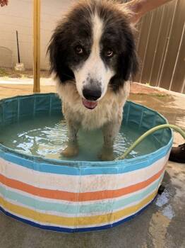 Rescue Great Pyrenees Dogs for Adoption in Chester, South Carolina - MAGGIE | PetCurious
