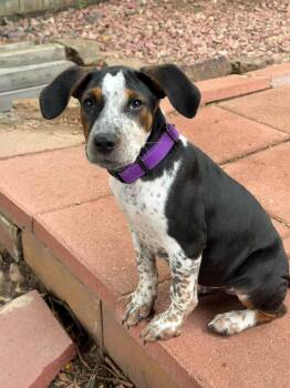 Duke -  Hound Dog for Adoption in Parker, Colorado - Duke | PetCurious