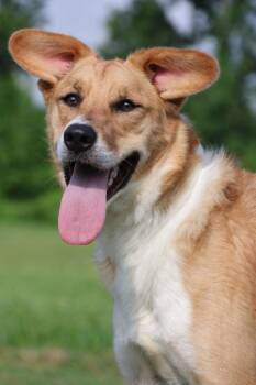 Mixed Breed Dogs Available for Adoption in Columbia, Tennessee - Leona | PetCurious