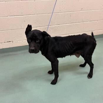 Biscuit -  Mixed Breed Dog for Adoption in Memphis, Tennessee - Biscuit | PetCurious