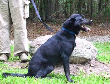 Davey -  Labrador Retriever Dog for Adoption in Willingboro, New Jersey - Davey | PetCurious