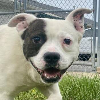 Pit Bull Terrier Dogs Available for Adoption in Glasgow, Kentucky - Diesel | PetCurious