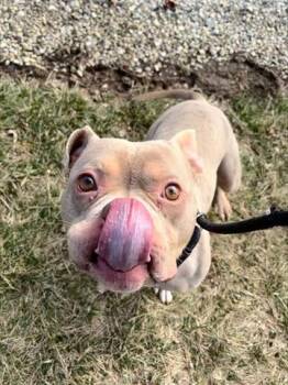 Pit Bull Terrier Dogs Available for Adoption - PRESIDENT BUSINESS | PetCurious