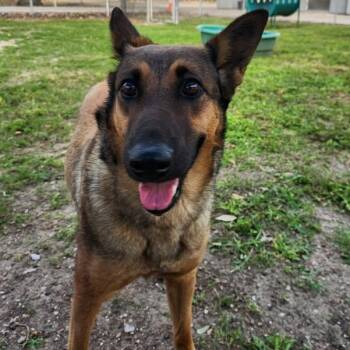 German Shepherd Dog Dogs Available for Adoption in Corpus Christi, Texas - Rosie | PetCurious