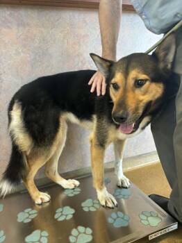 German Shepherd Dog and Siberian Husky Dogs Available for Adoption in Ventura, California - Freja  | PetCurious