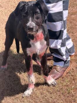 Knuckles -  Labradoodle Dog for Adoption in Semmes, Alabama - Knuckles | PetCurious
