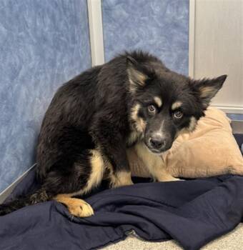 German Shepherd Dog Dogs Available for Adoption in Loveland, Colorado - ACORN | PetCurious