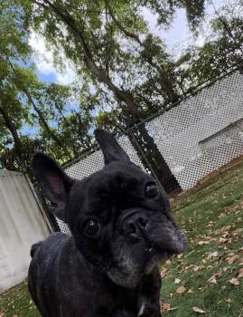 French Bulldog and Boston Terrier Dogs Available for Adoption in Sunrise, Florida - Gypsy | PetCurious