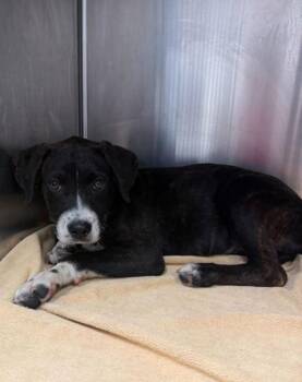 Vance -  Mixed Breed Dog for Adoption in Kansas City, Missouri - Vance | PetCurious