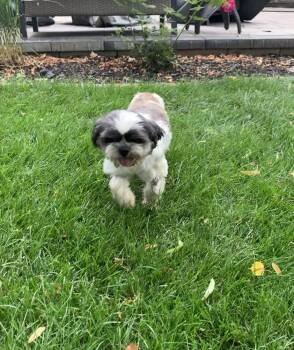 Shih Tzu - Olivia bonded pair with Grace Ann -  Shih Tzu Dog for Adoption in Omaha, Nebraska - Shih Tzu - Olivia Bonded Pair With Grace Ann | PetCurious