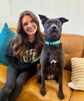 Leela Lou Lovey the Social Butterfly -  Pit Bull Terrier and Labrador Retriever Dog for Adoption in Friendswood, Texas - Leela Lou Lovey The Social Butterfly | PetCurious