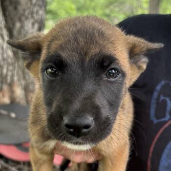 Norman -  Husky and Dutch Shepherd Dog for Adoption in Pittsburg, Kansas - Norman | PetCurious