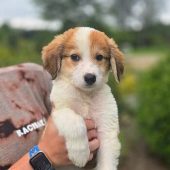 CT Jolene avail Sep 5 (Petco- Dayville, CT) -  Great Pyrenees and Collie Dog for Adoption in Stormville, New York - CT Jolene Avail Sep 5 (Petco- Dayville, CT) | PetCurious