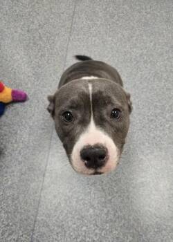 Darlene -  Pit Bull Terrier and Mixed Breed Dog for Adoption in Westland, Michigan - Darlene | PetCurious