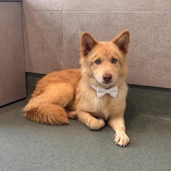 Rusty -  Siberian Husky Dog for Adoption in Crosby, Texas - Rusty | PetCurious