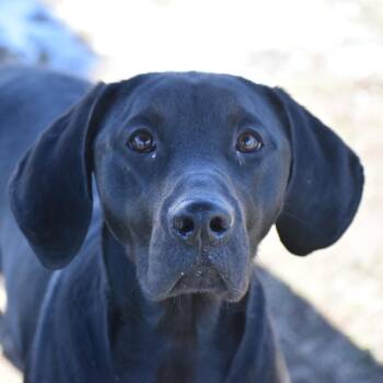 Black Labrador Retriever Dogs Available for Adoption - Shroomie | PetCurious