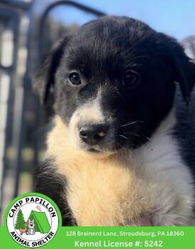Border Collie Dogs Available for Adoption in Stroudsburg, Pennsylvania - Mipha | PetCurious