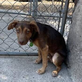 Bailey -  Labrador Retriever and Mixed Breed Dog for Adoption in Bend, Oregon - Bailey | PetCurious