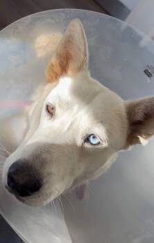 Husky Dogs Available for Adoption - Sally | PetCurious