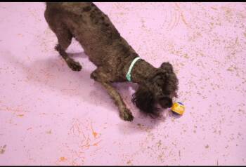 Poodle and Mixed Breed Dogs Available for Adoption in West Milwaukee, Wisconsin - Murray $450 | PetCurious