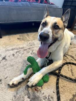 German Shepherd Dog and Australian Cattle Dog Blue Heeler Dogs Available for Adoption - Stax | PetCurious