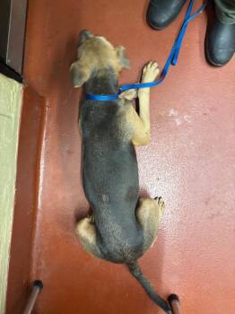 KiaLerr -  Mixed Breed Dog for Adoption in Douglasville, Georgia - KiaLerr | PetCurious