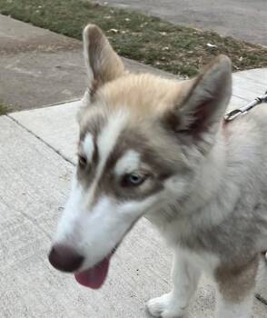 DOBO -  Mixed Breed Dog for Adoption in Dallas, Texas - DOBO | PetCurious