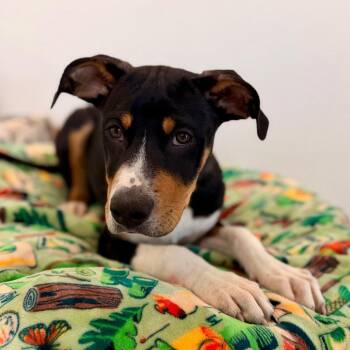 Wilbur -  Black Mouth Cur and Mixed Breed Dog Available for Adoption in Green Bay, Wisconsin - Wilbur | PetCurious