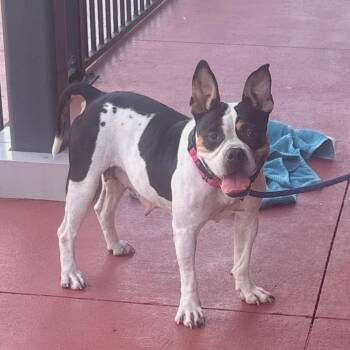 Cricket -  French Bulldog and Boxer Dog for Adoption in Houston, Texas - Cricket | PetCurious