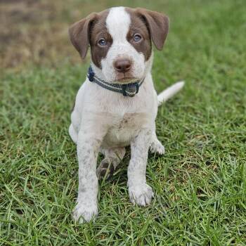 Franklin Finbar -  Labrador Retriever Dog for Adoption in Fargo, North Dakota - Franklin Finbar | PetCurious