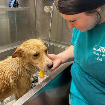 Molly -  Golden Retriever and Mixed Breed Dog for Adoption in Rossville, Georgia - Molly | PetCurious