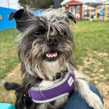 Mixed Breed Dogs Available for Adoption in Fletcher, North Carolina - Jake | PetCurious