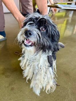 Asher -  Maltese and Mixed Breed Dog for Adoption in Los Angeles, California - Asher | PetCurious
