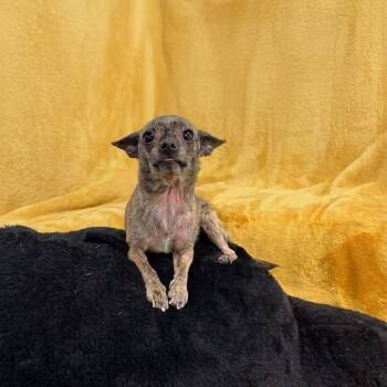Shenzi-Marie -  Chihuahua Dog for Adoption in Donalsonville, Georgia - Shenzi-Marie | PetCurious