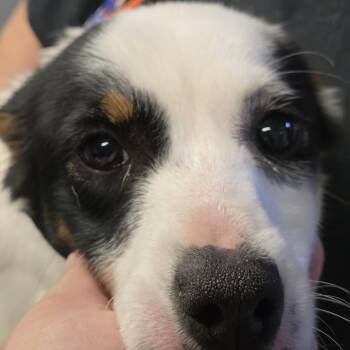 Boo -  Australian Shepherd Dog for Adoption in Watertown, New York - Boo | PetCurious