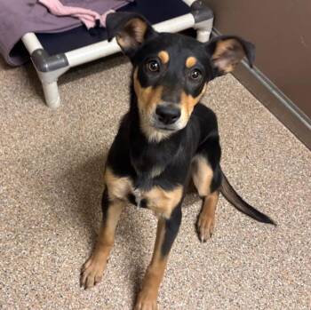 Border Collie and Mixed Breed Dogs Available for Adoption in Albuquerque, New Mexico - NOVA | PetCurious