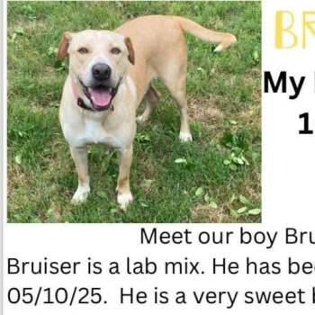 Rescue Labrador Retriever Dogs for Adoption in Denison, Texas - Bruiser | PetCurious