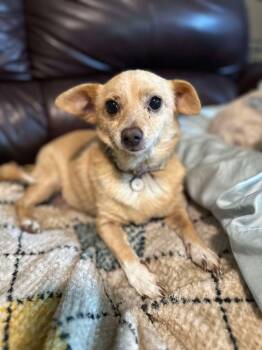 Rescue Chihuahua and Mixed Breed Dogs for Adoption in North Richland Hills, Texas - Georgie | PetCurious