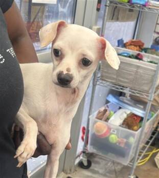 Hazel -  Chihuahua Dog for Adoption in Portland, Maine - Hazel | PetCurious