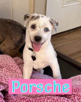 Porsche -  Australian Shepherd Dog for Adoption in Fort Worth, Texas - Porsche | PetCurious