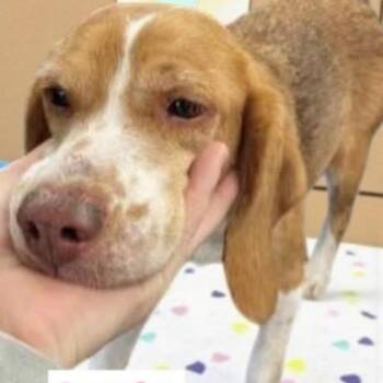 Beagle and Mixed Breed Dogs Available for Adoption - Layla | PetCurious