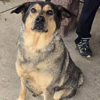 Sadie -  German Shepherd Dog Dog for Adoption in Waterloo, Iowa - Sadie | PetCurious