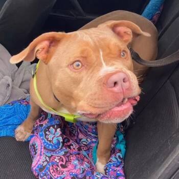 Rescue Pit Bull Terrier Dogs for Adoption in Hamilton Township, New Jersey - SAL | PetCurious