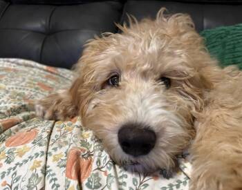 Rescue Labrador Retriever and Poodle Dogs for Adoption in Ballwin, Missouri - Pebbles | PetCurious