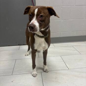 Mixed Breed Dogs Available for Adoption in Lufkin, Texas - Scout | PetCurious