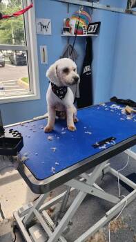 Rescue Miniature Poodle Dogs for Adoption in Powell, Tennessee - Waldo | PetCurious