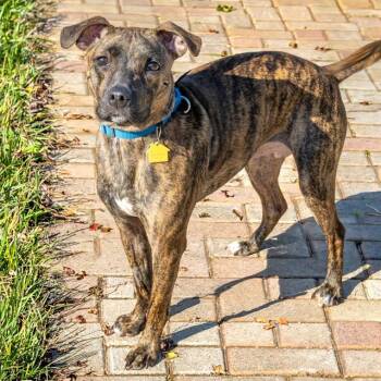 BUTTONS -  Beagle and Mixed Breed Dog for Adoption in St. Louis, Missouri - BUTTONS | PetCurious