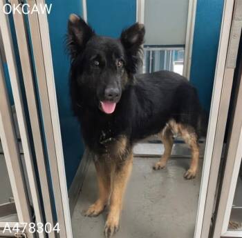 A478304 -  German Shepherd Dog Dog for Adoption in Oklahoma City, Oklahoma - A478304 | PetCurious